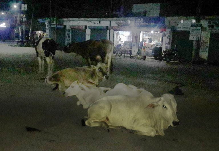 परासी बजारमा छाडा पशुका कारण पसले र यात्री हैरानीमा