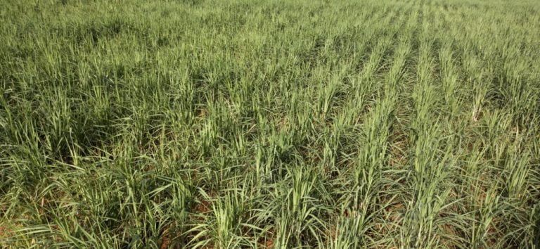 उखुकाे मूल्य नै नताेकिकन क्रसिंग शुरू