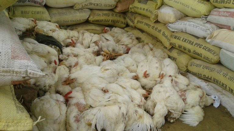 सिमाक्षेत्रमा बढदाे तस्करी