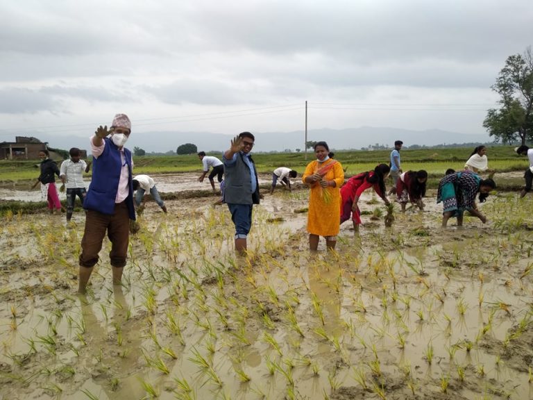 नवलपरासीमा पनि मनाइयाे १७ औं राष्ट्रिय धान दिवस, मौसम अनुकुलताको कारण ९५ प्रतिशत रोपाई सम्पन्न