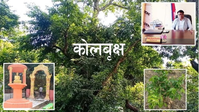 लोपोन्मुख कोलबृक्षको संरक्षणमा जुटयो सरावल गाउँपालिका