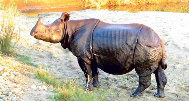 चितवन राष्ट्रिय निकुञ्जमा १९ गैँडा मरे