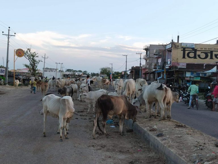 कृष्णनगरमा छाडा चौपाया आतंक, व्यवस्थापन गर्न स्थानीय तहले दिएन चासो