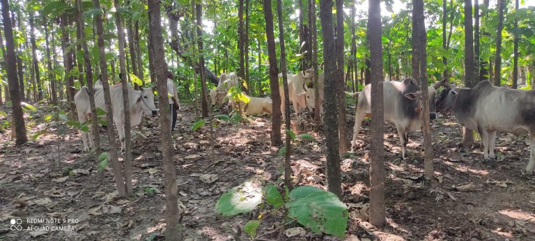 तस्करीका लागि भारत लैजांदै गरिएका गाेरू पक्राउ