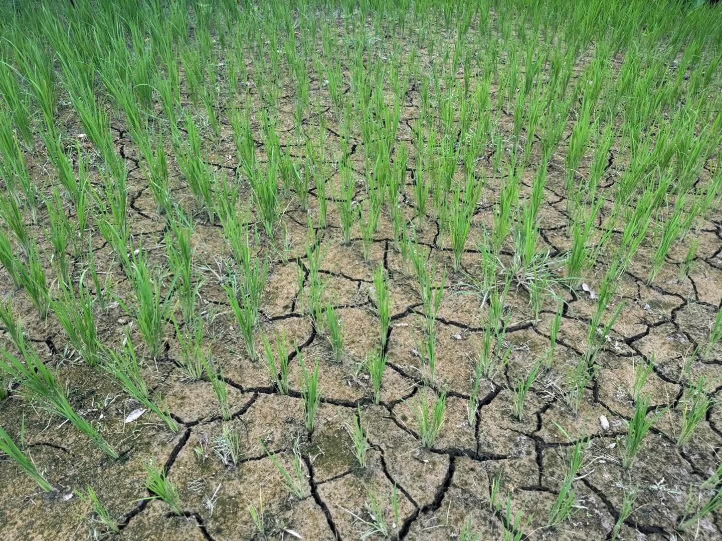 वर्षा नहुँदा धानबाली संकटमा, किसानको आशा सुख्खा माटोमै सुकेको