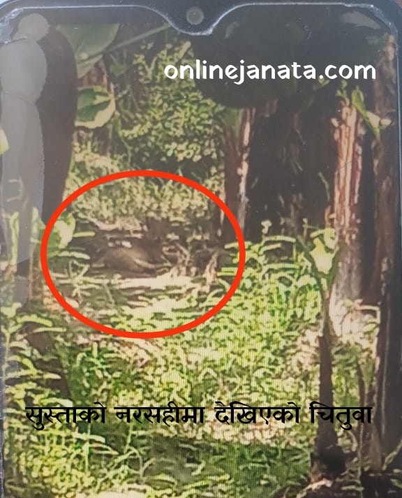 चितुवाको आतंकले सुस्ता गाउँपालिका–४ नरसहीका बासिन्दा त्रसित