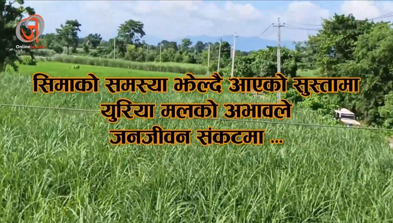 सुस्तामा मल अभाव: धानबाली सुक्दै, किसानको पेट पाल्ने आधारमै संकट