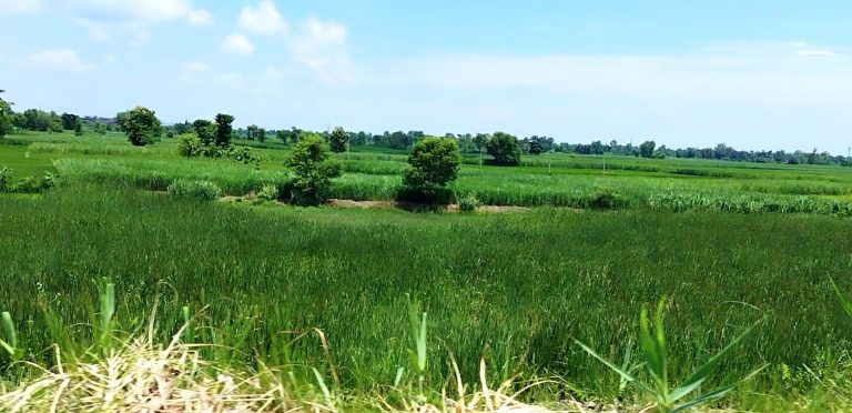 नवलपरासीका उखु किसान असन्तुष्ट : अनुदान कटौती निर्णय सच्याउन माग