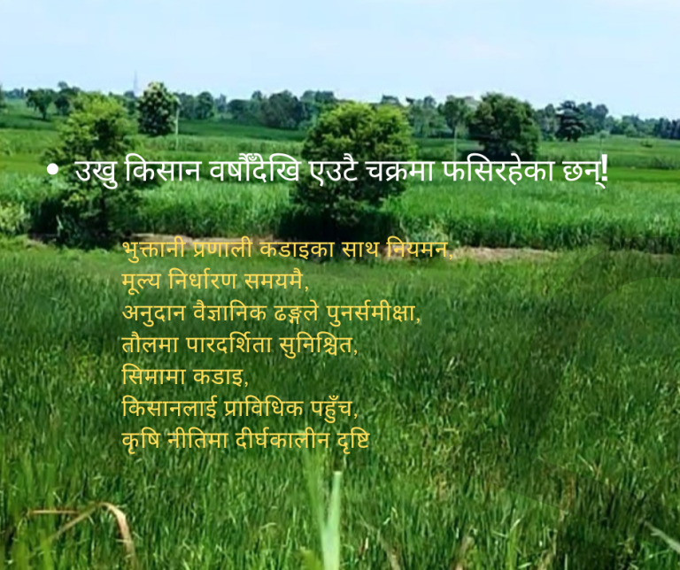उखु किसानका अनवरत पीडा : नीतिगत कमजोरी, बजारगत अन्याय र प्रशासनिक उदासीनताको दुष्चक्र