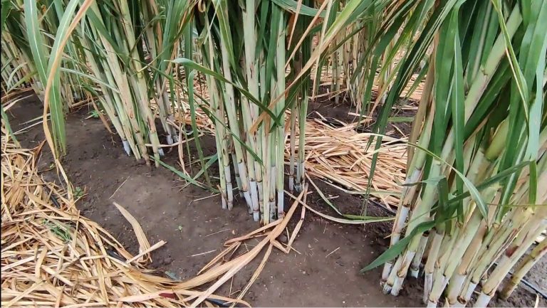 नेपाली उखु हुँदाहुँदै ब्राेकरको भारतीय उखु प्राथमिकतामा